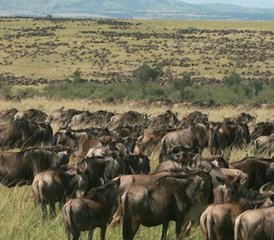 3 jours safari en Tanzanie au parc national du Serengeti, Tanzanie - Photo 3