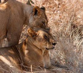 5 Tage Aufregende Safari im Selous-Wildreservat und Mikumi-Nationalpark, Tansania - Photo 5