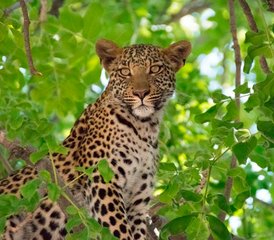 3 Tage Abenteuer Safari im Queen Elizabeth National Park in Uganda - Photo 5