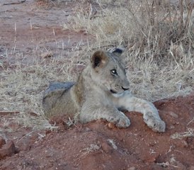 3 Tage Tsavo Nationalpark Safari in Kenia - Photo 5