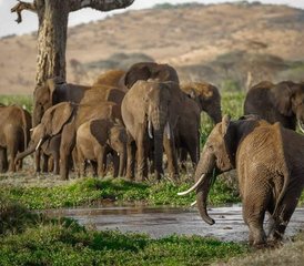 6 Days Wildebeest Migration Safari - Masai Mara National Reserve - Photo 3