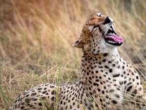 Safaris de guepardos