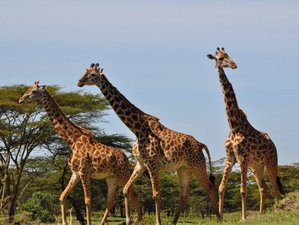 2 Day Mikumi National Park Safari by Scenic Train Experience, Tanzania