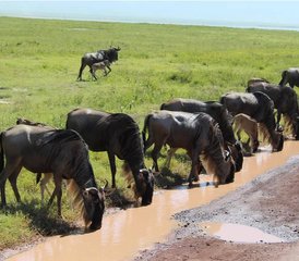 3 Tage Tansania-Safari im Serengeti-Nationalpark und im Ngorongoro-Krater - Photo 3