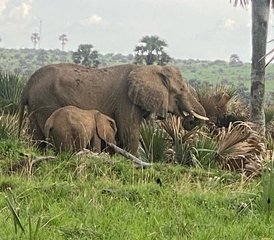 7 Tage Atemberaubende Big-Five-, Schimpansen- und Gorilla-Trekking-Safari in Uganda - Photo 3
