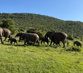 6 Day Budget Group Safari in Kenya: Masai Mara, Lake Nakuru, and Amboseli National Parks - Photo 5