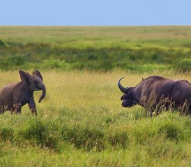 6 jours en stage de safari en Tanzanie au parc national de Tarangire, au parc national du Serengeti et au cratère du Ngorongoro - Photo 2