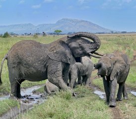34 jours safari éléphants : découverte de la Tanzanie avec une approche durable du voyage, Tanzanie - Photo 1