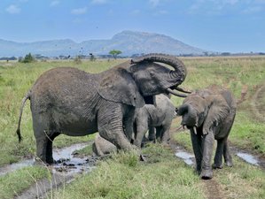 4-Daagse Olifanten Safari: Ontdek Tanzania met Duurzame Reismethode