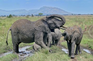 4 Tage Elefanten-Safari: Entdecken Sie Tansania mit einem nachhaltigen Ansatz für das Reisen