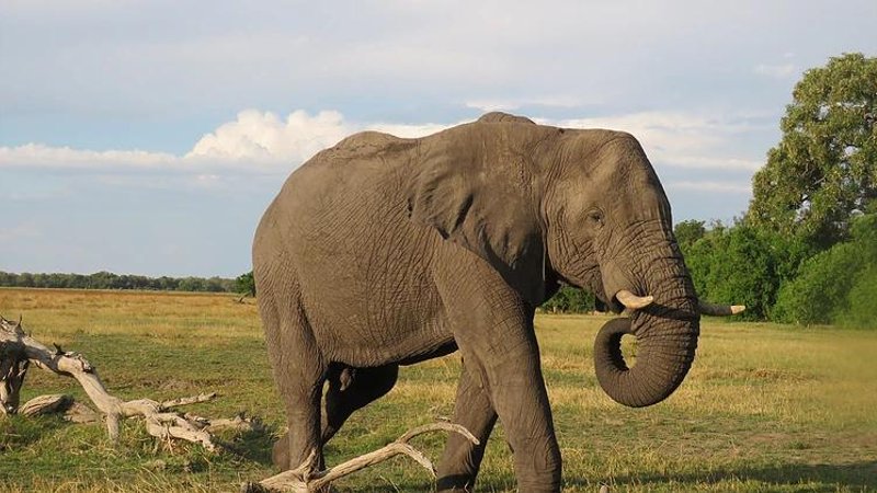 3 Day Okavango Delta Explorer Safari in Botswana