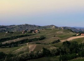 Mango, Piedmont Retreats & Trips