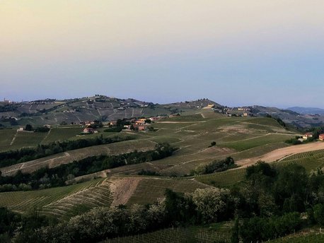 Mango, Piedmont