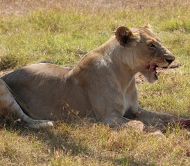 14 jours safari en Zambie dans les parcs nationaux de Kafue et du Bas-Zambèze, Zambie - Photo 4