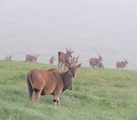 10 jours en stage de safari spectaculaire à Tarangire, Serengeti, Ngorongoro, lac Eyasi et lac Manyara - Photo 3