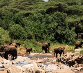 2 días de safari por los parques nacionales de Tarangire y Lago Manyara desde Arusha, Tanzania - Photo 5