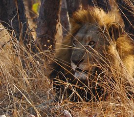 6 TageCamping-Safari im Kafue Nationalpark, Sambia - Photo 2