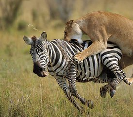 5 jours en stage de safari animalier au Masai Mara, au lac Nakuru, à Hell's Gate et au lac Naivasha, au Kenya - Photo 5