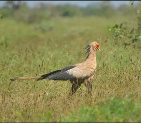 3 Tage budgetfreundliche Gruppen-Safari im Maasai Mara in Kenia - Photo 2