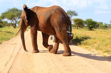 5 Tage Unvergessliche Tansania Lodge Safari