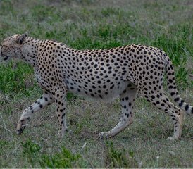 4 jours safari au lac Manyara, au Serengeti et au cratère du Ngorongoro, Tanzanie - Photo 2