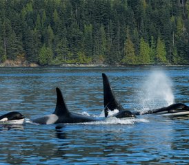 6 Day Johnstone Strait and Broughton Archipelago Expedition with Whale Watching in Canada - Photo 2