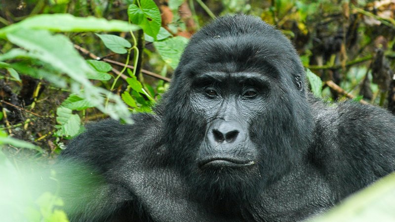 13-Daagse Wildlife Safari en Gorilla Trekking in Oeganda