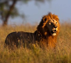 9 Day Night Game Drive, Canoeing, and Walking at Crater Rim Safari in Tanzania - Photo 3