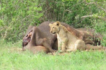 7 días de safari de descubrimiento por Kenia en Maasai Mara, el lago Naivasha, el lago Nakuru y los parques nacionales de Amboseli