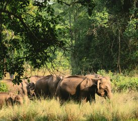 7 jours en stage de découverte de la faune sauvage au parc national de Bardia, Népal - Photo 5
