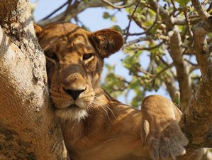4 días de casa del árbol y safari en Sudáfrica 