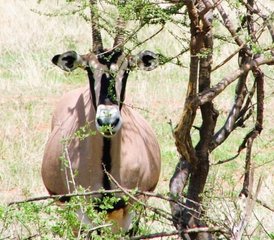 4-Daagse Safari in Samburu Buffalo Springs en Ol Pejeta Kenia - Photo 4