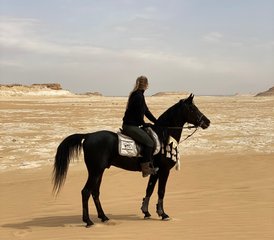 18 Day Sands and Saddles: Horses and Yoga Retreat Tour in Egypt - Photo 1
