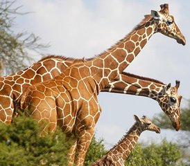 5-daagse privé-campingsafari in Samburu en Ol Pejeta, Kenia - Photo 5