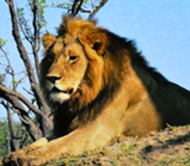 11-Daagse Safari Tour in Botswana - Photo 3