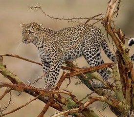62 días de safari por carretera en el Parque Nacional Tsavo West, Kenia - Photo 1