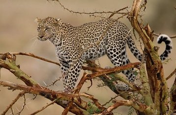 2 jours en stage de safari routier au parc national de Tsavo West, Kenya