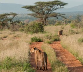 43 Day Samburu Budget Camping Safari in Kenya - Photo 1