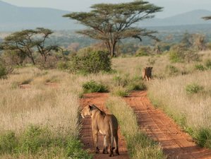 3 Day Samburu Budget Camping Safari in Kenya