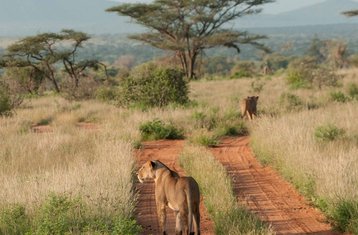 3-Daagse Samburu Budget Kampeer Safari in Kenia