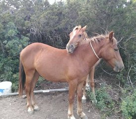 8 jours en stage d’équitation à Magazia, île de Skyros, Grèce - Photo 2