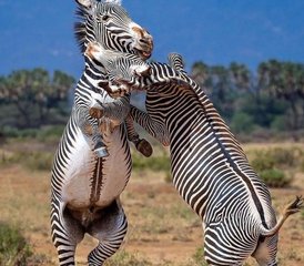 53 Day Samburu Wildlife and Cultural Adventure in Kenya - Photo 1