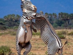 3 Day Wildlife Safari in One of the Most Scenic Parks in Kenya, Samburu National Reserve Park