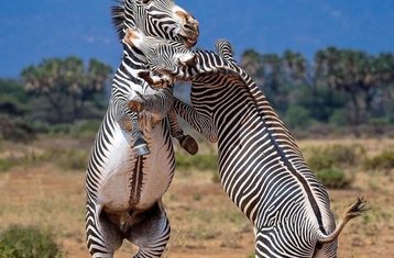 3 Tage Samburu Wildlife- und Kulturabenteuer in Kenia