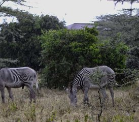 73 jours safari dans la réserve de gibier du Maasai Mara, un magnifique sanctuaire de la faune, Kenya - Photo 1