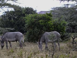 3 Day Masai Mara Game Reserve Safari - A Beautiful Wildlife Haven in Kenya