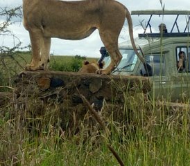 10 jours en stage de safari en famille au Kenya et en Tanzanie - Photo 4