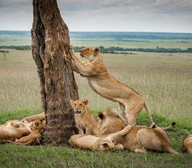 9 Tage Safari mit der Chance, die Große Migration beim Überqueren des Mara-Flusses zu sehen in Tansania - Photo 3