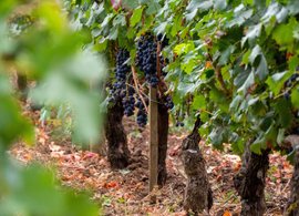 South West France Retreats & Trips