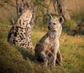 4 Day Game Drive and Boat Safari in Nyerere National Park with Departure from Zanzibar, Tanzania - Photo 2